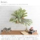 Brown. �֥饦�� �ե��������꡼�� �ӥ������� ��������ϥ󥮥� �������� 30
