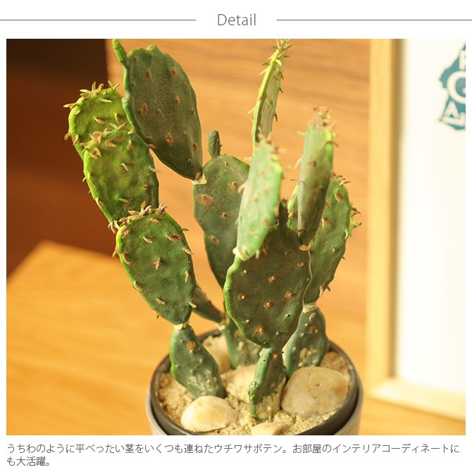 Brown. �֥饦�� �ե��������꡼�� �����掠�ܥƥ� �ݥå� 31