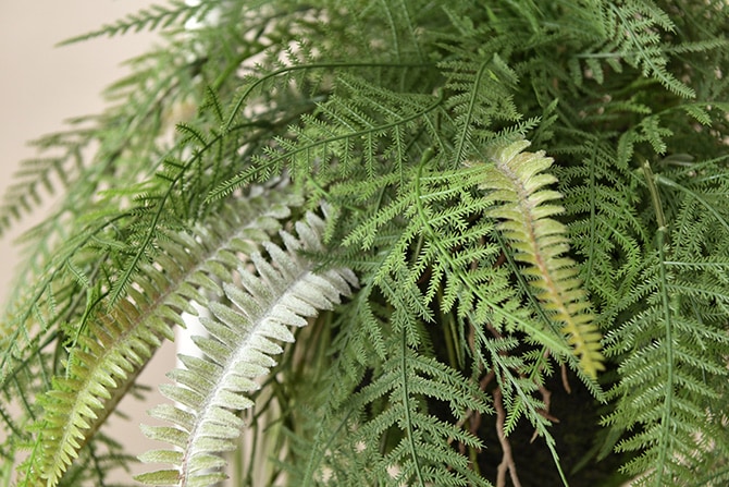 Brown. �֥饦�� �ե��������꡼�� �ե����� �ϥ󥮥󥰥ܡ��� 65