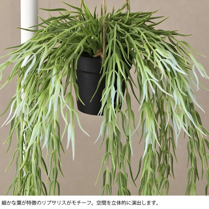 Brown. �֥饦�� �ե��������꡼�� ��ץ��ꥹ FL �ϥ󥮥󥰥ݥå�