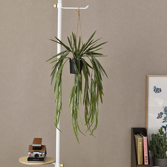 Brown. �֥饦�� �ե��������꡼�� ��ץ��ꥹ BL �ϥ󥮥󥰥ݥå�