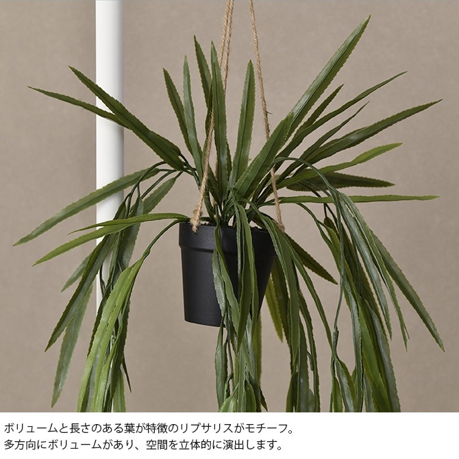 Brown. �֥饦�� �ե��������꡼�� ��ץ��ꥹ BL �ϥ󥮥󥰥ݥå�