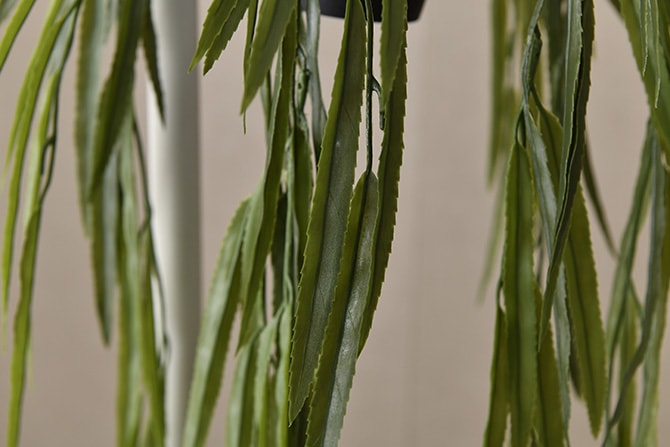 Brown. �֥饦�� �ե��������꡼�� ��ץ��ꥹ BL �ϥ󥮥󥰥ݥå�