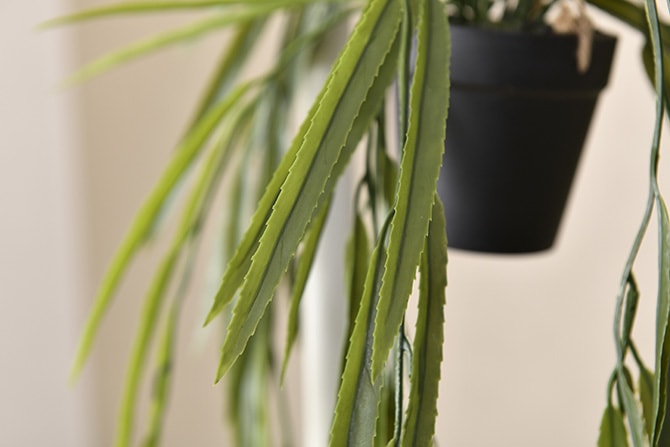 Brown. �֥饦�� �ե��������꡼�� ��ץ��ꥹ BL �ϥ󥮥󥰥ݥå�