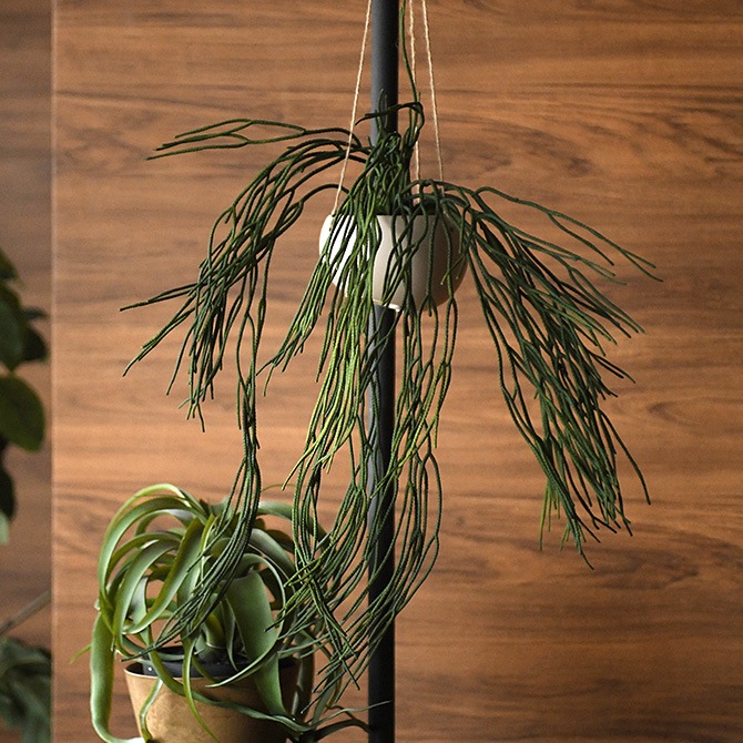 Brown. �֥饦�� �ե��������꡼�� ��ץ��ꥹ �ϥ󥮥󥰥ݥå�