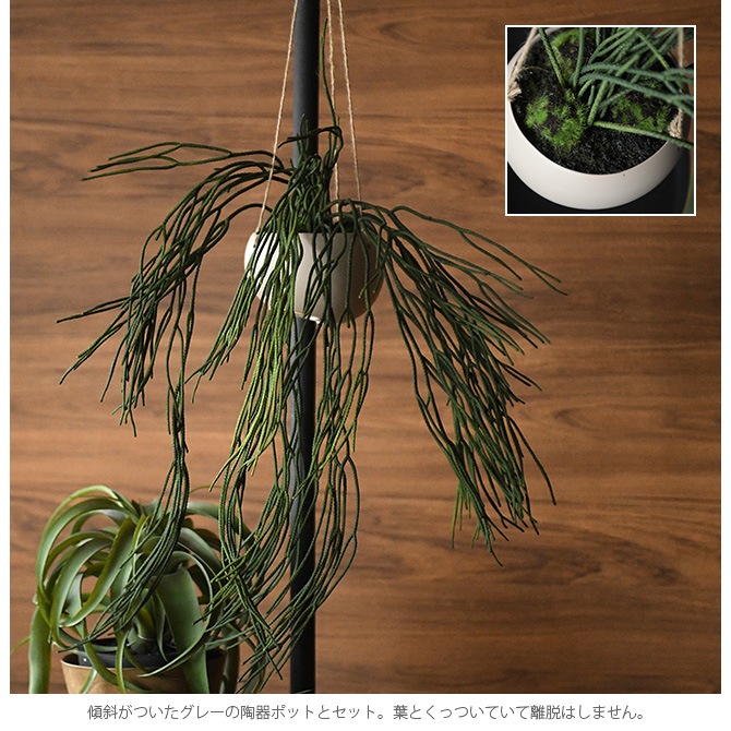 Brown. �֥饦�� �ե��������꡼�� ��ץ��ꥹ �ϥ󥮥󥰥ݥå�