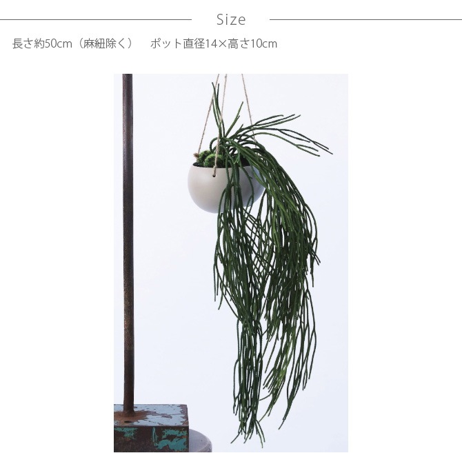 Brown. �֥饦�� �ե��������꡼�� ��ץ��ꥹ �ϥ󥮥󥰥ݥå�