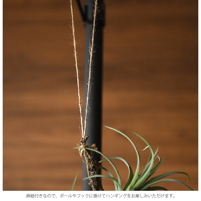 Brown. �֥饦�� �ե��������꡼�� ����󥸥��� ���� 64