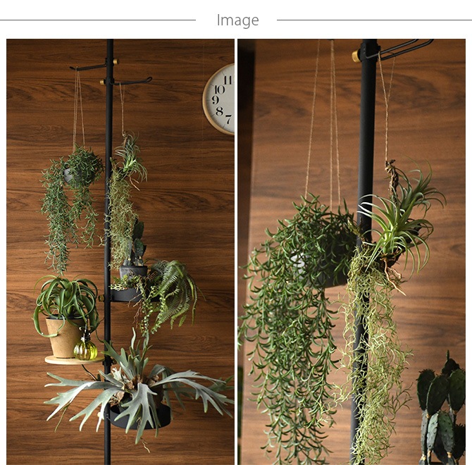 Brown. �֥饦�� �ե��������꡼�� ����󥸥��� ���� 64