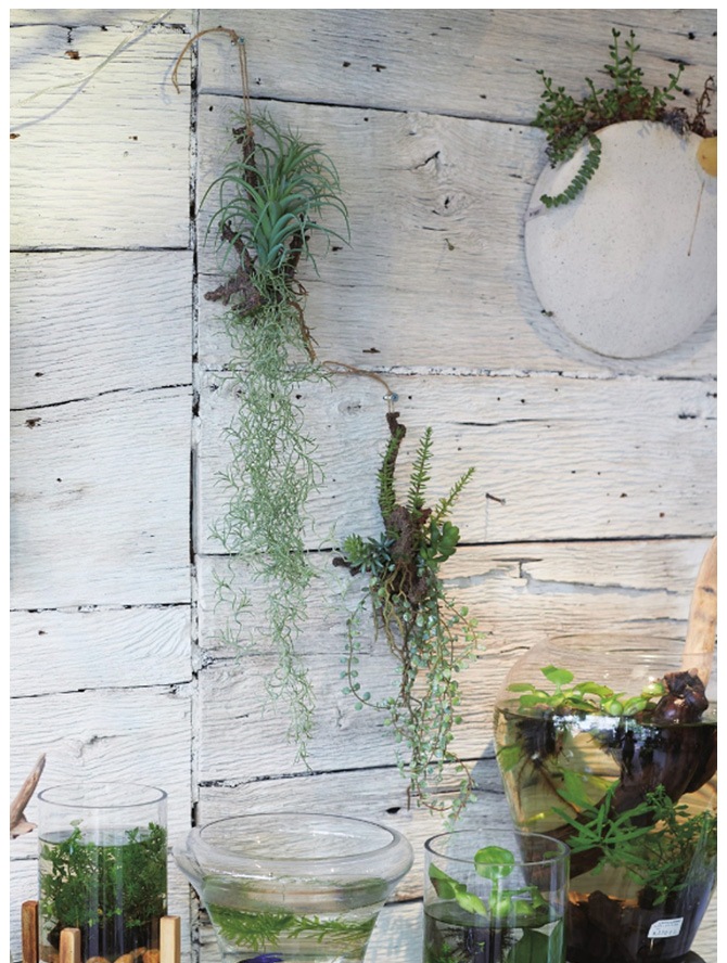 Brown. �֥饦�� �ե��������꡼�� ����󥸥��� ���� 64