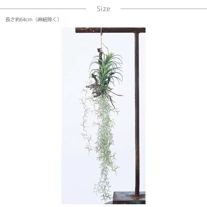 Brown. �֥饦�� �ե��������꡼�� ����󥸥��� ���� 64