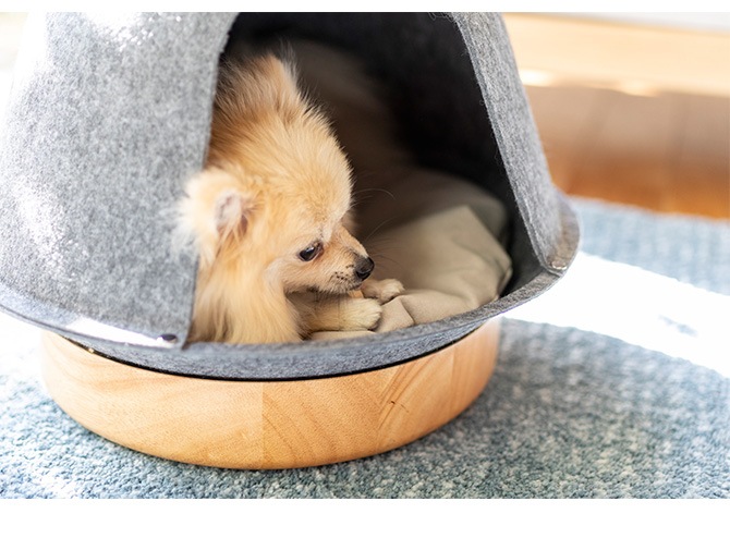 Fumi �ե� �ڥåȤβ�