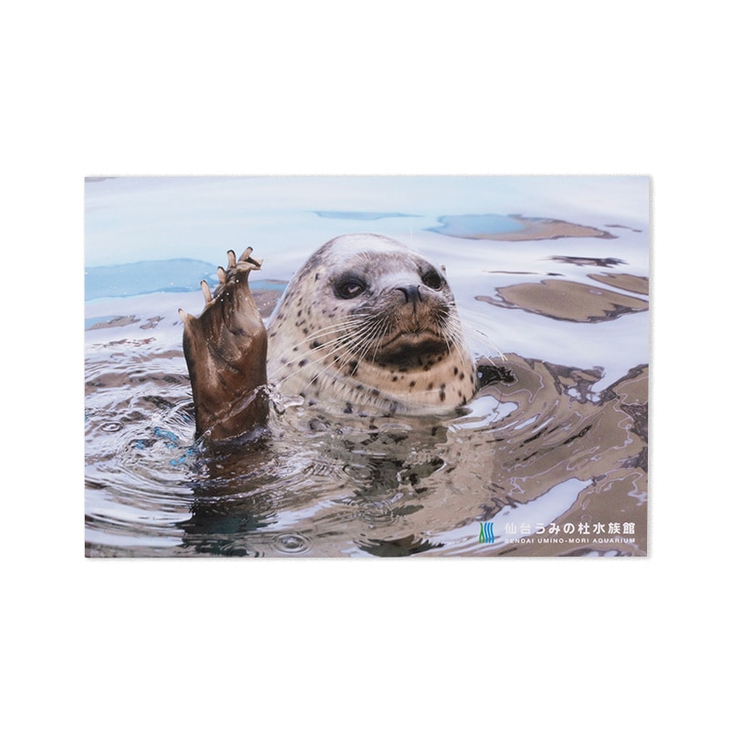 椦ߤο²ۥݥȥ ޥե饷