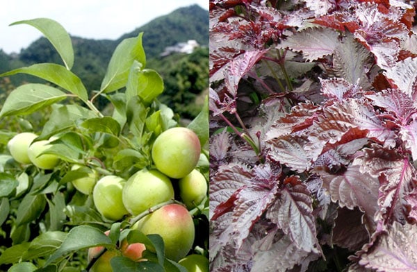 海の精 紅玉梅干（国産特栽）120g【数量限定】