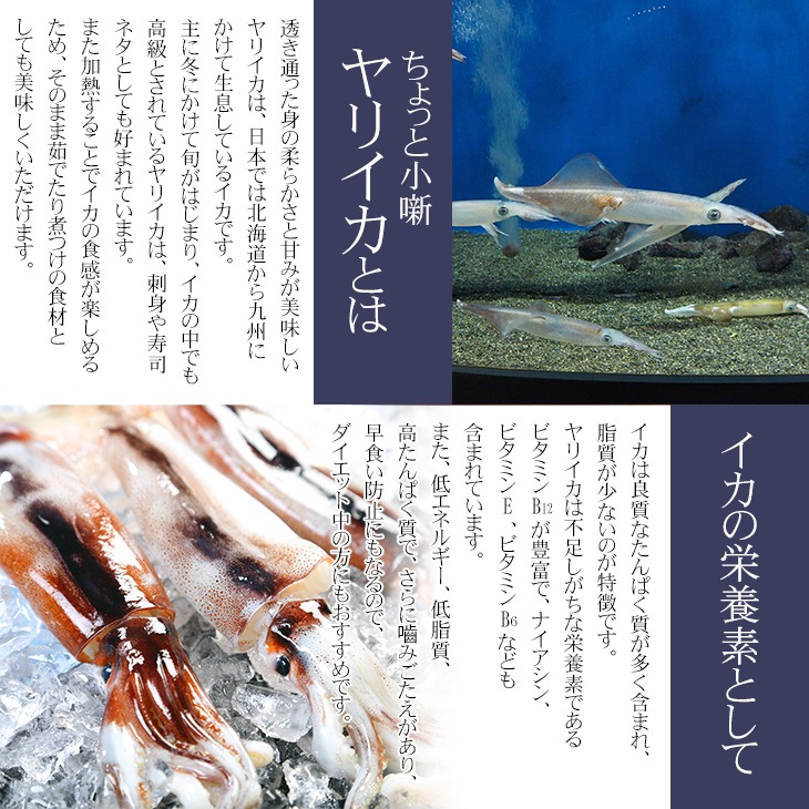 カリフォルニア ボイルヤリイカ 500g 18尾以上