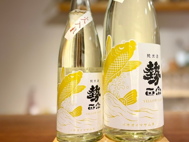 勢正宗 Yellow carp 純米 秋あがり 一火 R7BY 720ml【数量限定】