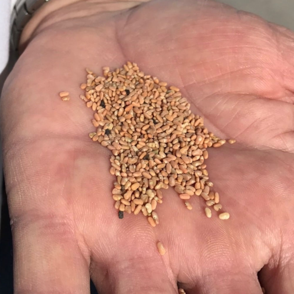 ルイボスティーリーフ 茶葉300g オーガニック　スーパーグレード