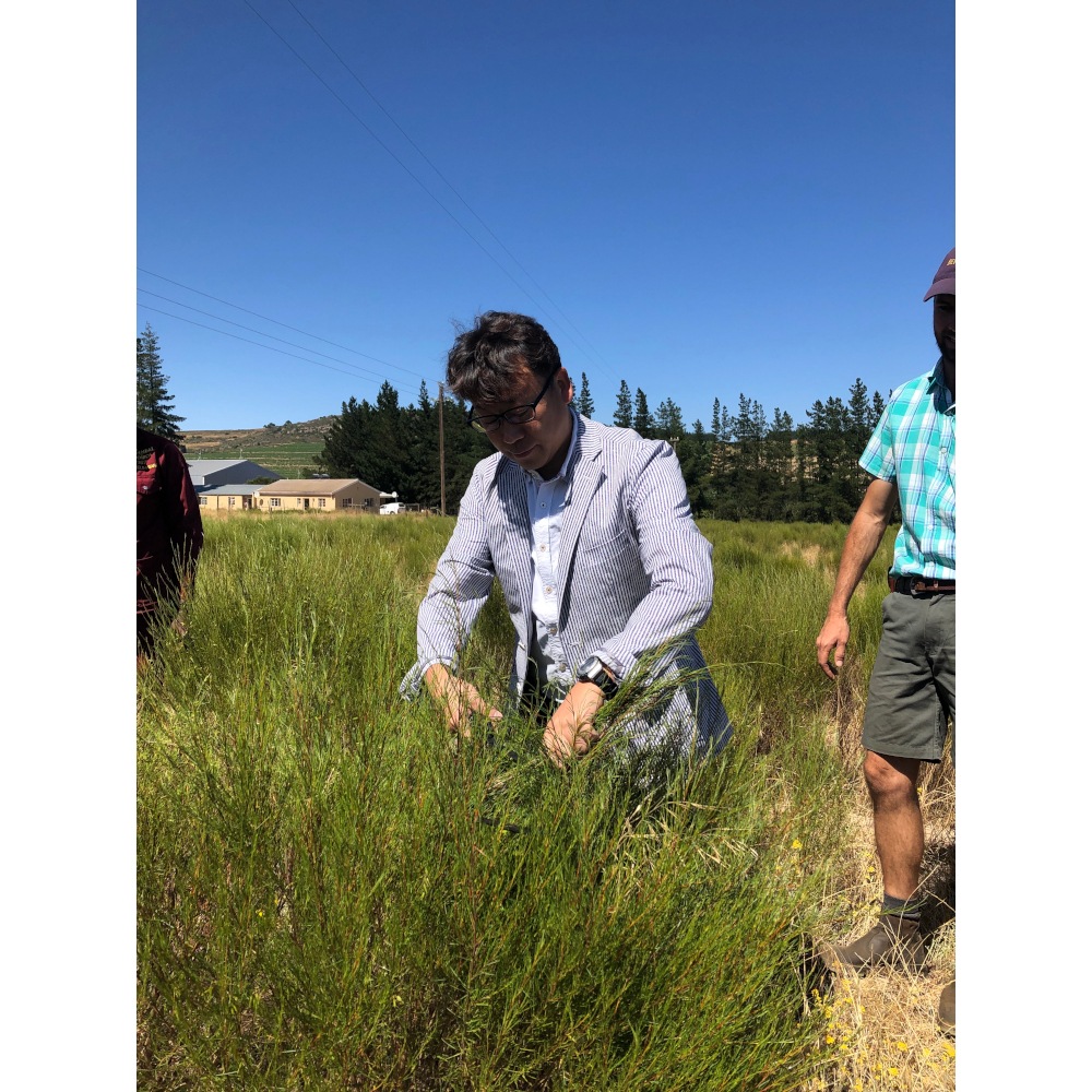 ルイボスティーパウダー 700g オーガニック　スーパーグレード