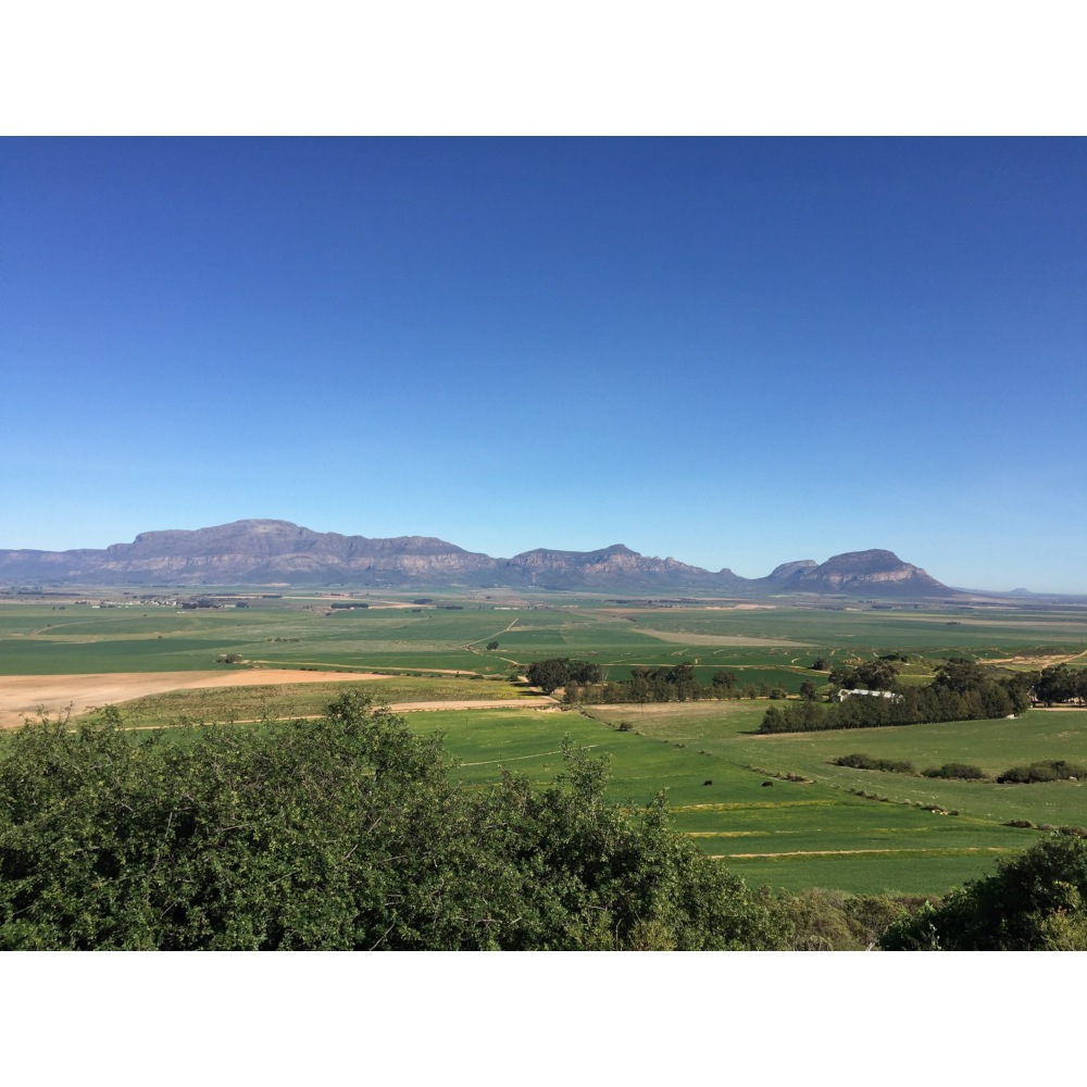 グリーンルイボスティーリーフ（非発酵茶） 茶葉80g　オーガニック