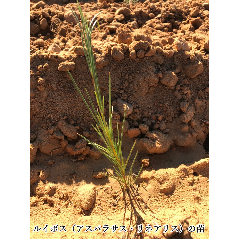 グリーンルイボスティーリーフ（非発酵茶） 茶葉80g　オーガニック