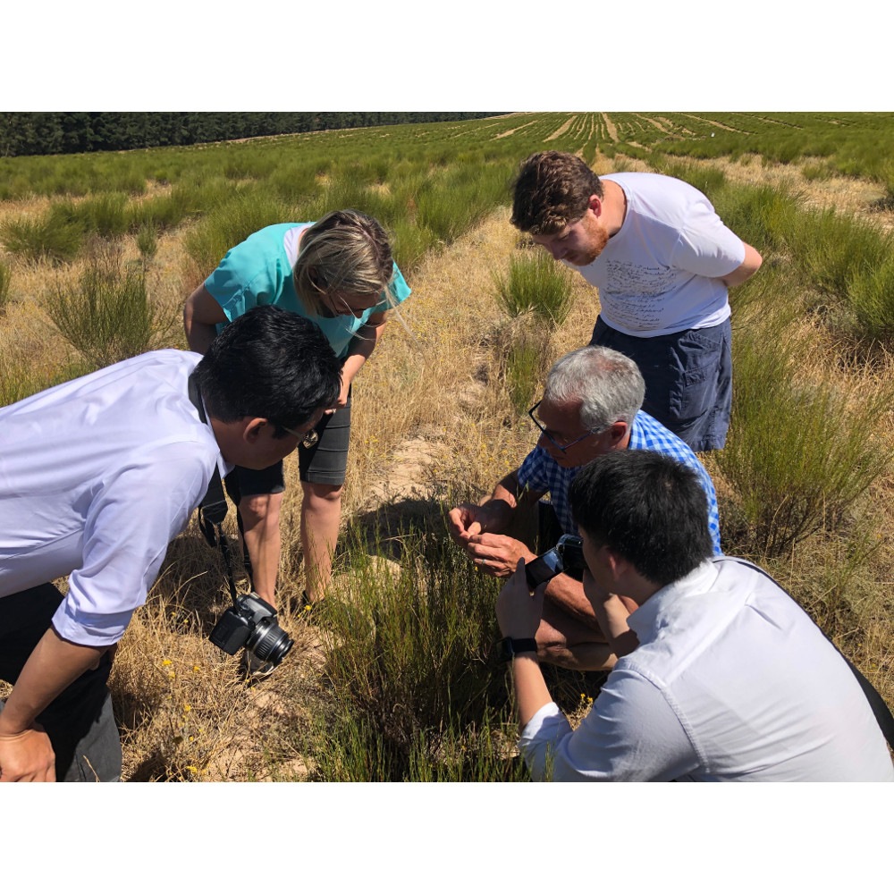 グリーンルイボスティーリーフ（非発酵茶） 茶葉80g　オーガニック