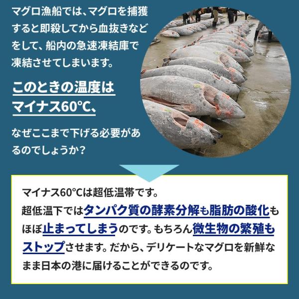 キッチン家電 ダイレイ FISHBOX/フィッシュボックス 超低温冷凍庫 206L 