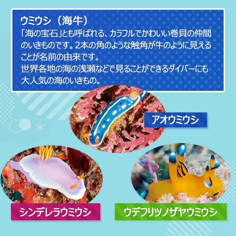 <入荷しました!>【選択あり】 セトクラフト ペンケース ウミウシ / アオウミウシ シンデレラウミウシ ウデフリツノザヤウミウシ