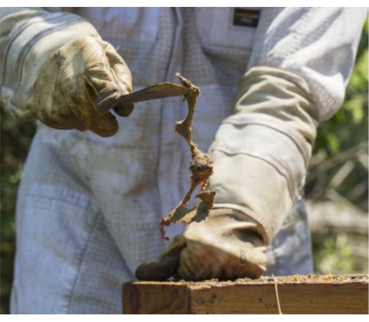 Beemeister Propolis(ӡޥץݥꥹ45γ