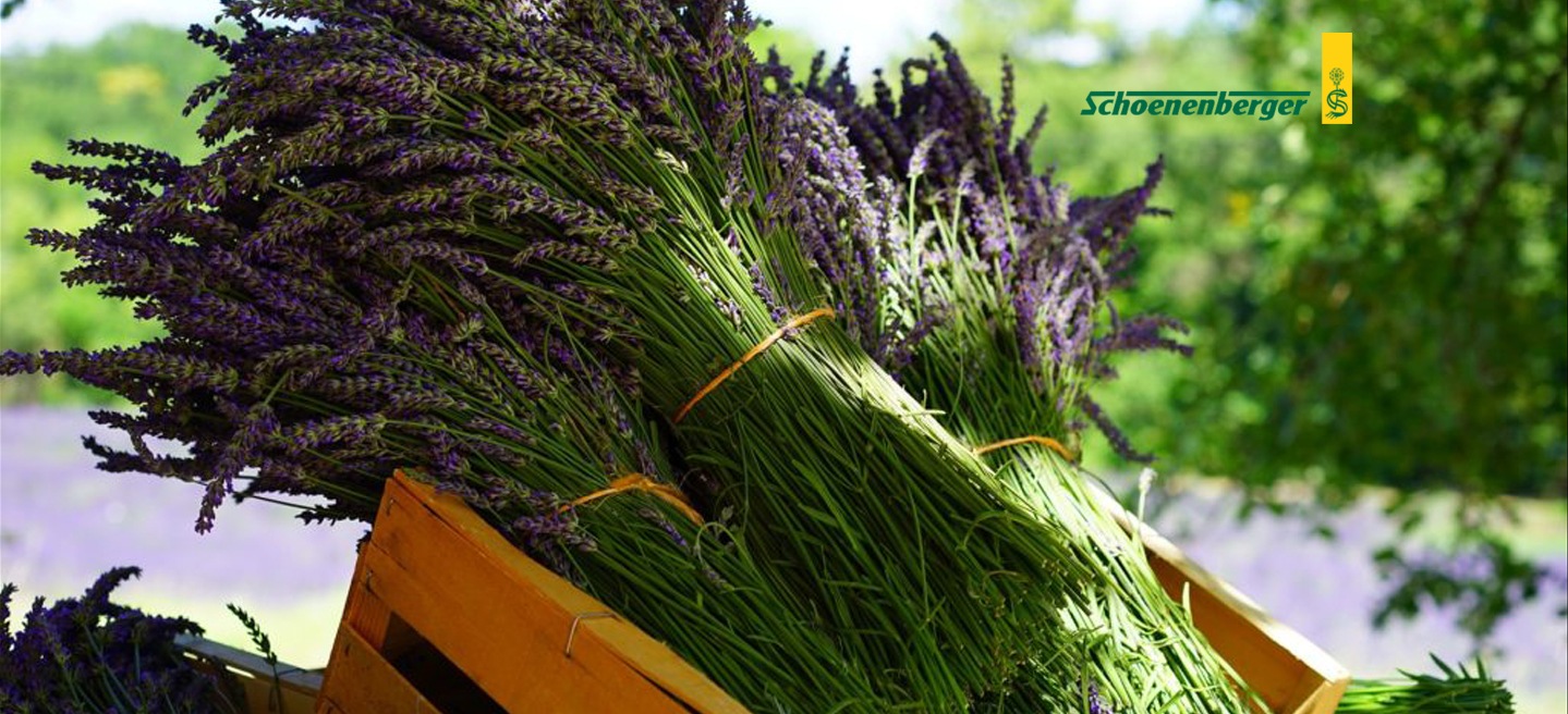 ���ָ��ꡪ�ȱ֥֡����ȥ��åȡʺǹ��ץ��ݥꥹ��������ǻ�̥�������750ǯ�Υӥ��ߥ󥵥ץ�ʥץ쥼��ȡ�