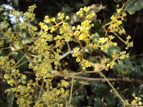 SIDR HONEY�ʥʥĥ����˪̪�ˡ�5�ġ�1�ĥץ쥼��ȡ���