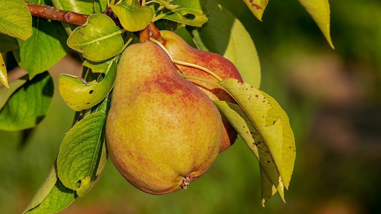 Le Querce���������Υʥ�����������