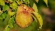 Le Querce���������Υʥ�����������