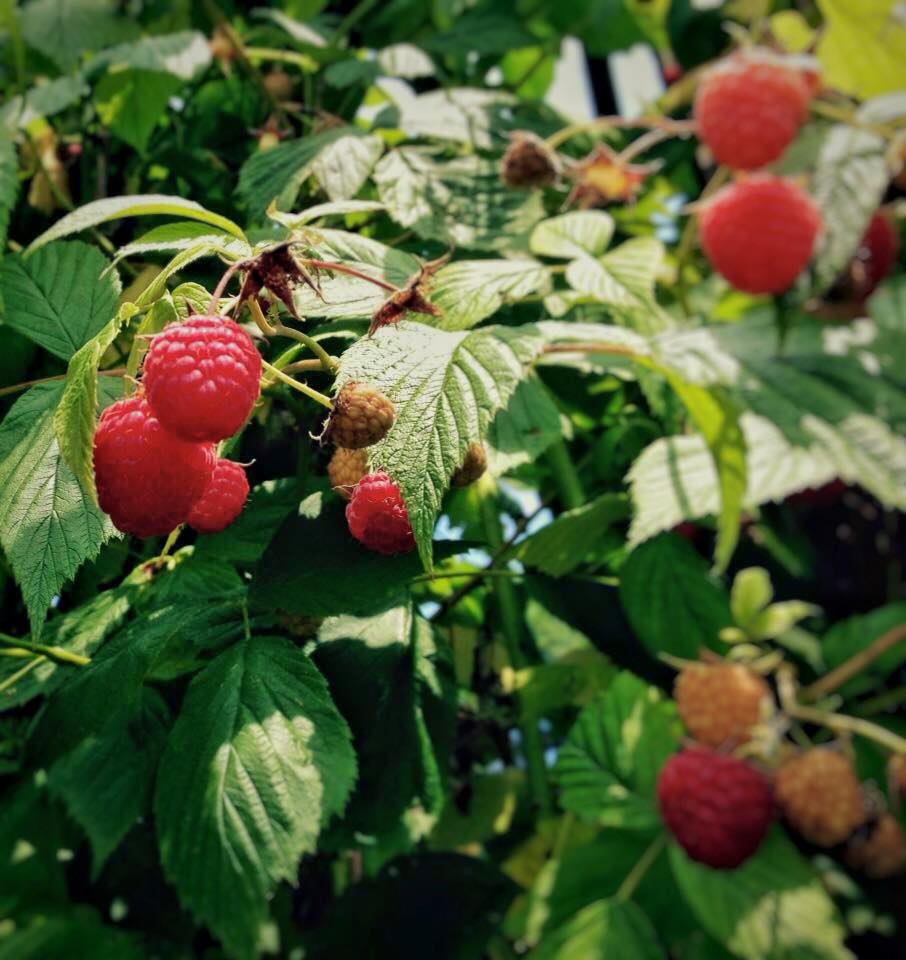 Le Querce�������ʥ饺�٥꡼��