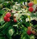 Le Querce�������ʥ饺�٥꡼��