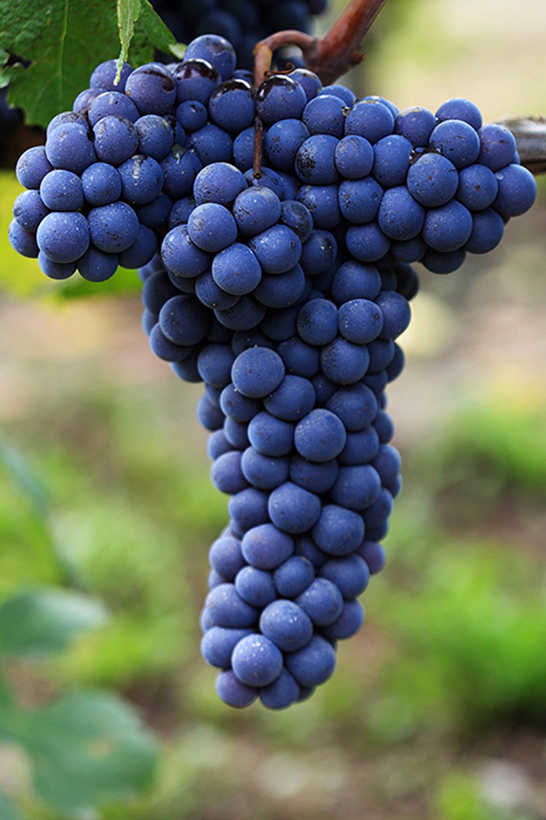 Edelrebe Organics Traubenmost Rotburger���֥磻���ѥ��ȥ졼����ƺ���塼����