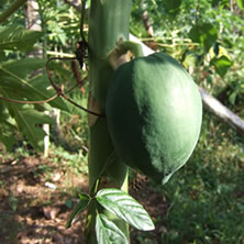 BIO NORMALIZER(�Х����Ρ��ޥ饤�����˹��ǥѥ�����