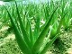 SANTAVERDE(���󥿥٥�ǡ˥��顼�������Ʊ�