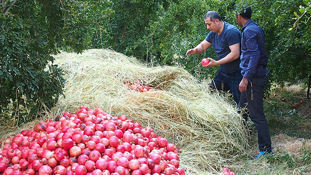 Best Anar Selection(�ǹ��ʼ��������ڡ�����2�ġ�ANAR�ˡ��ǹ����������ܡ�