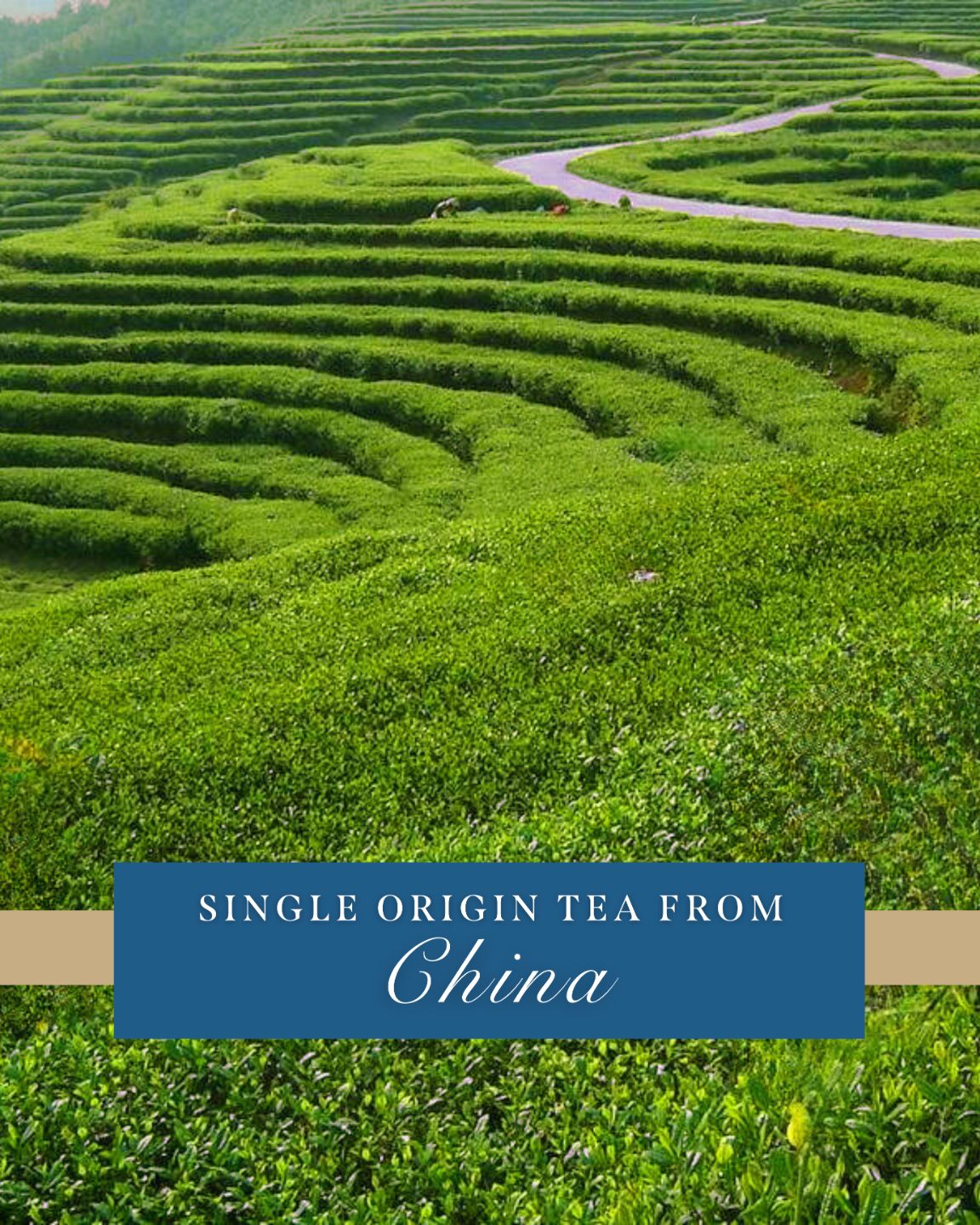 SAICHO(ѡ󥰡ߥ/եȥå)