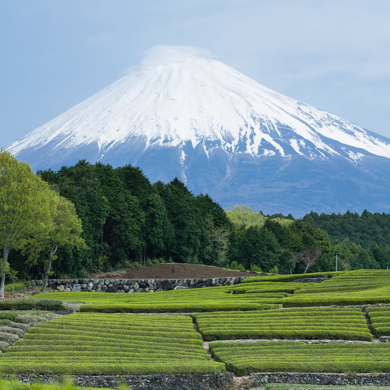 SAICHO(ѡ󥰡ߥ/եȥå)