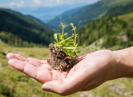 SPEICK Intesive Cream���ݼ����꡼���