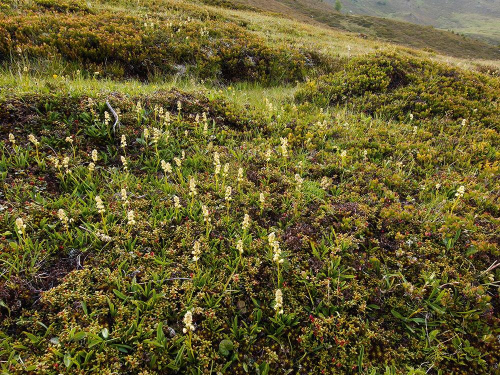 SPEICK Intesive Cream���ݼ����꡼���