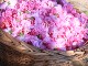 Nini�������ԥ�������������ʥХͥ�����˥��������åȡ�30ML