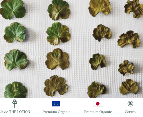 Jevie(The Lotion55ml)�����륤���󲽾ѿ�