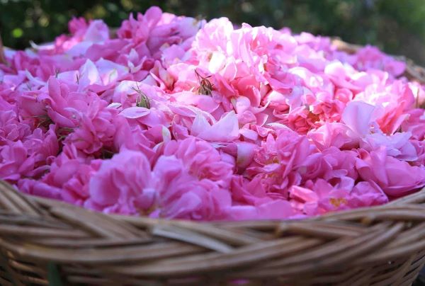 Jevie(SERUM)���Ʊ�