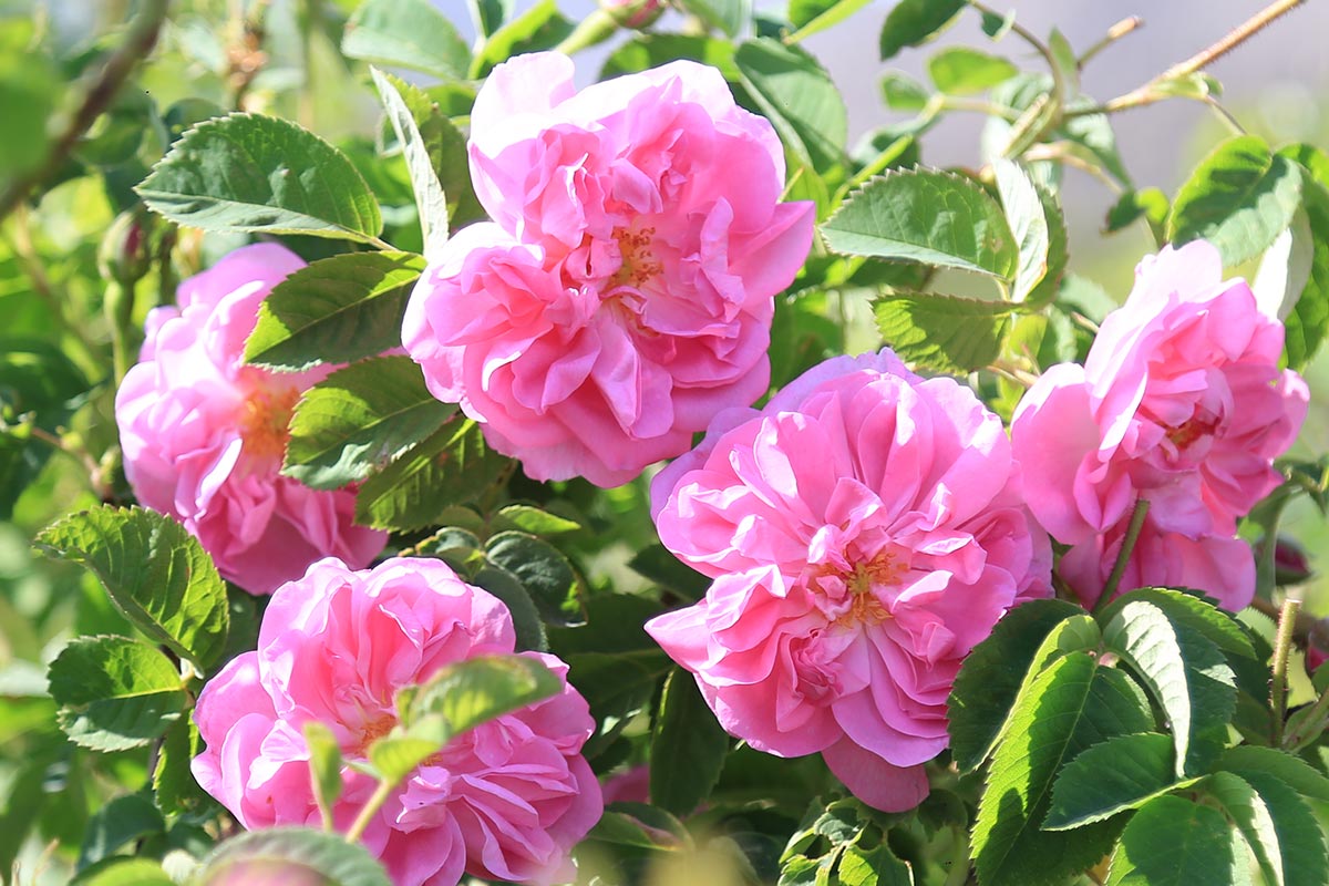 Jevie(The Rose Balm)�顦���Ρ���