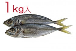 【業務用】【地元熊野灘産】あじの干物 丸干し 1kg