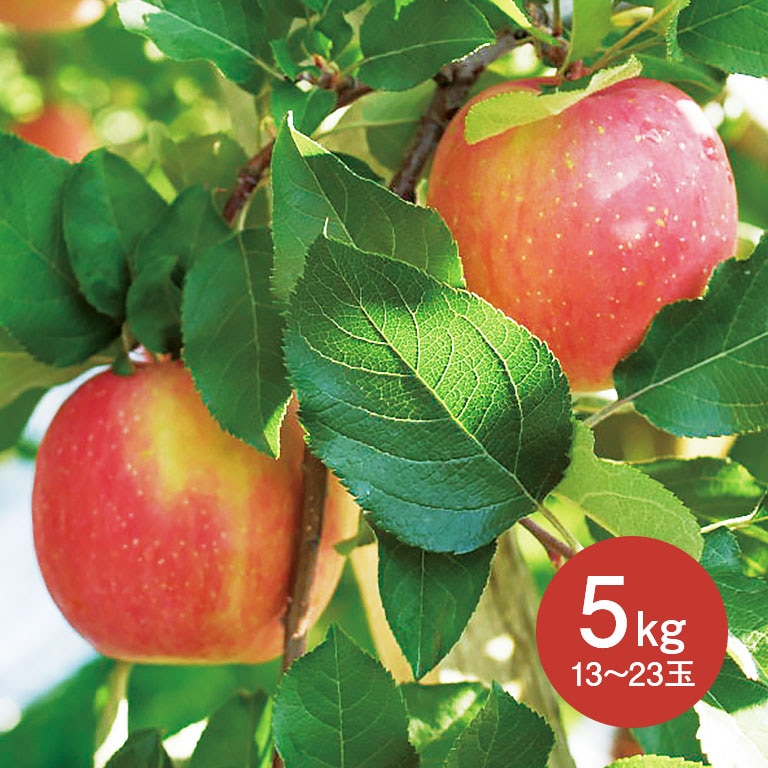 直送】 ゴールド農園直送 葉とらずサンふじりんご 5kg｜nihonchokuhan