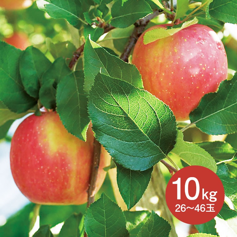 【直送】 ゴールド農園直送 葉とらずサンふじりんご 10kg