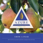 Azure (ڥGold Line Grow A Pear 100g